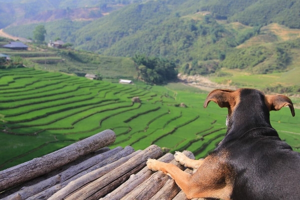 11 Days / 10 Nights -Sapa TuLe  MuCangChai MocChau PuLuong - photo 5